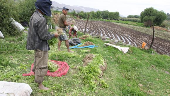 En los sectores primarios (es decir, agro, pesca y minería), el 83,9% del empleo es informal, según el INEI. (Foto: GEC)