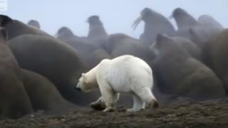 El trágico final de un oso polar que se enfrentó a una colonia de morsas