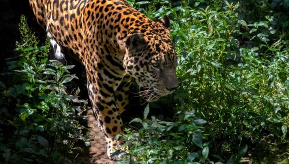un jaguar en la frontera entre Perú, Ecuador y colombi. Foto: Diego Pérez / WWF Perú.