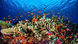 Dos mil científicos piden a Australia proteger los arrecifes