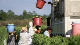 Coronavirus en Florida: Immokalee, la capital del tomate se volvió un foco “perfecto” de contagios