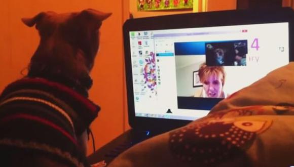 YouTube: así reaccionan los perros al ver a su dueño vía Skype