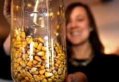 Identifican los genes que el maíz usa para adaptarse a los cambios climáticos