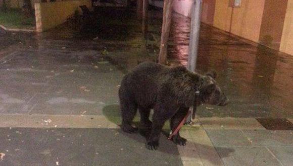 Domador deja un oso atado a un poste para irse a un bar