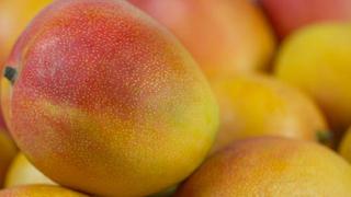 Exportaciones peruanas de mango baten récord histórico