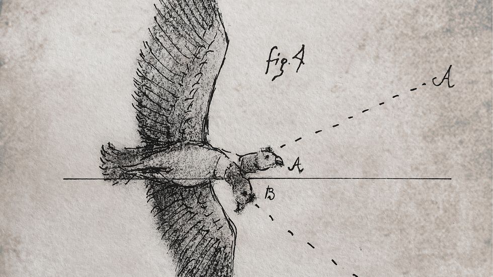 El vuelo del cóndor. Lámina realizada por Marco Carpio de acuerdo a lo indicado por Santiago de Cárdenas en su manuscrito del siglo XVIII.