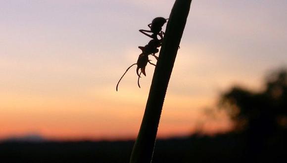 Las hormigas de las Islas Fiyi recogen semillas y las insertan en las grietas que se forman de los &aacute;rboles. (Foto: Reuters)