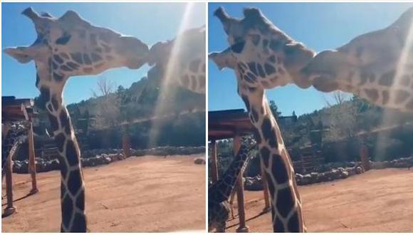 Esta pareja de jirafas asombran al mundo, luego de protagonizar una escena llena de romanticismo. El video fue publicado en Facebook y se hizo viral en apenas unas horas. (Foto: captura de video)