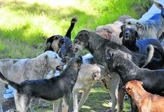 Arequipa: población canina con dueño supera los 300.000 y solo la mitad tienen vacuna contra rabia | INFORME