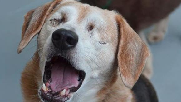 Esta es la historia de un Beagle que sufrió uno de los maltratos más duros por parte de un ser humano pero que ahora encontró la forma para vivir feliz. (Foto: Instagram @TheBlindBeagle)
