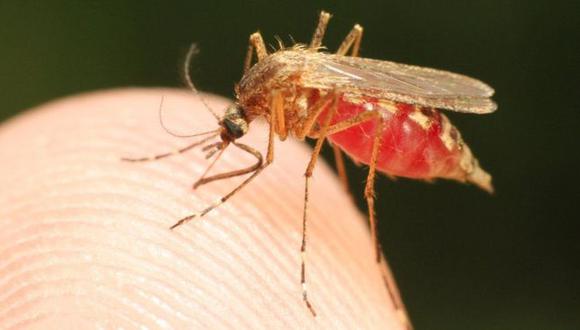 La malaria es una enfermedad que puede ser mortal y es causada por cuatro especies diferentes de parásitos Plasmodium: P. falciparum, P. malariae, P. ovale y P. vivax. (Foto: Getty Images)