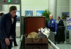 Fantastic Beasts: esto pasa cuando los 'animales fantásticos' intentan pasar por el aeropuerto