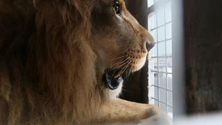 El renacer de 33 leones salvados del cautiverio [FOTOS]