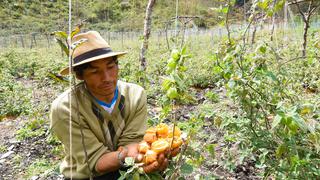 Aguaymanto: ¿Una fruta que protege al oso andino que habita en el parque Manu de Perú?
