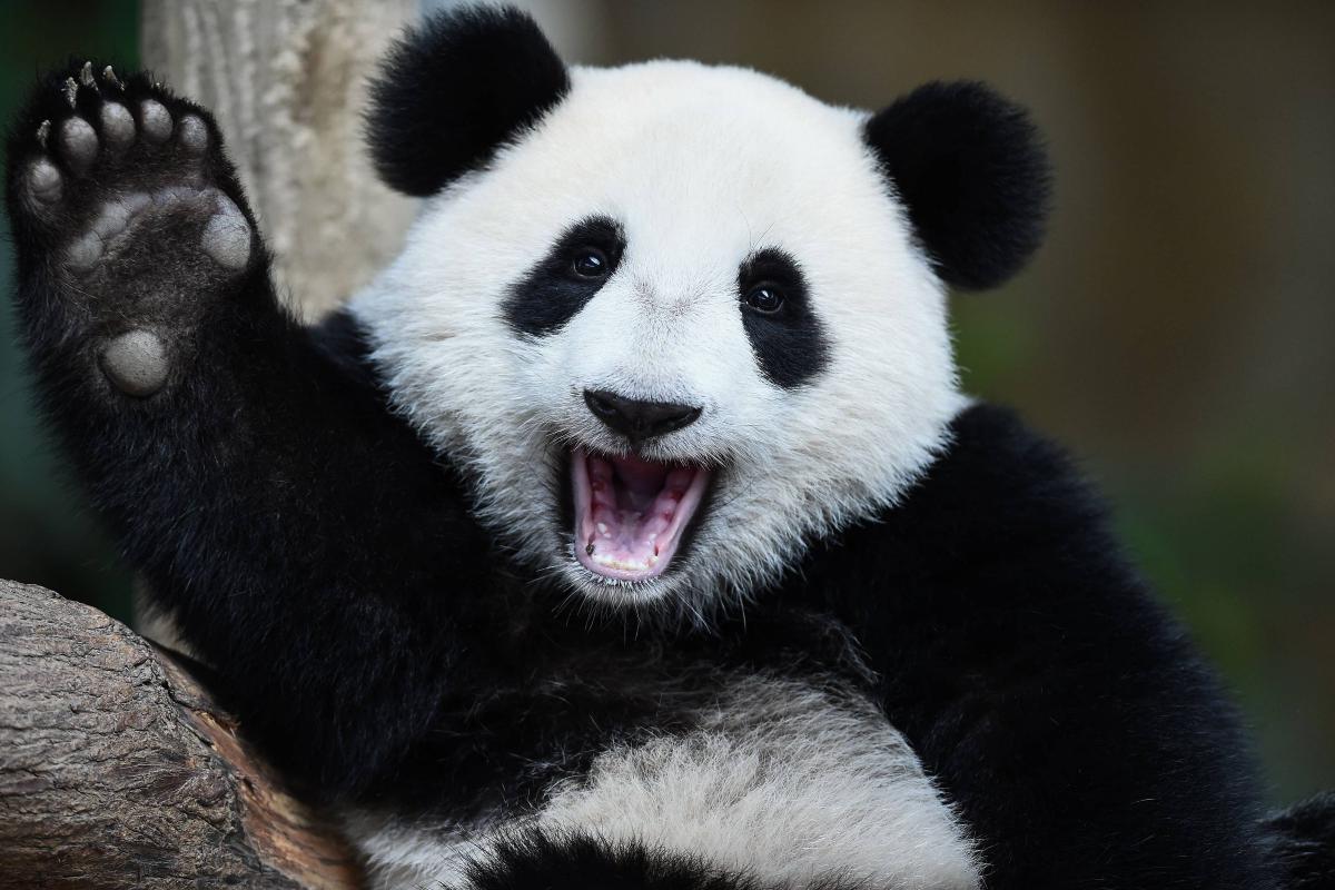 Por qué el oso panda está en peligro de extinción?