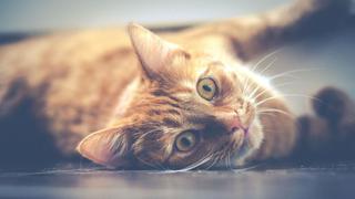 Día del Gato: cinco mitos y verdades sobre tener este animal en casa
