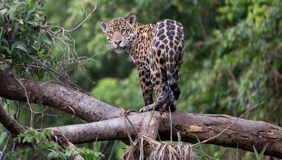 La Amazonía es uno de los últimos refugios de los jaguares. Foto: Getty images, vía BBC Mundo
