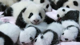 FOTOS: catorce osos panda nacidos por inseminación artificial son la gran atracción en China