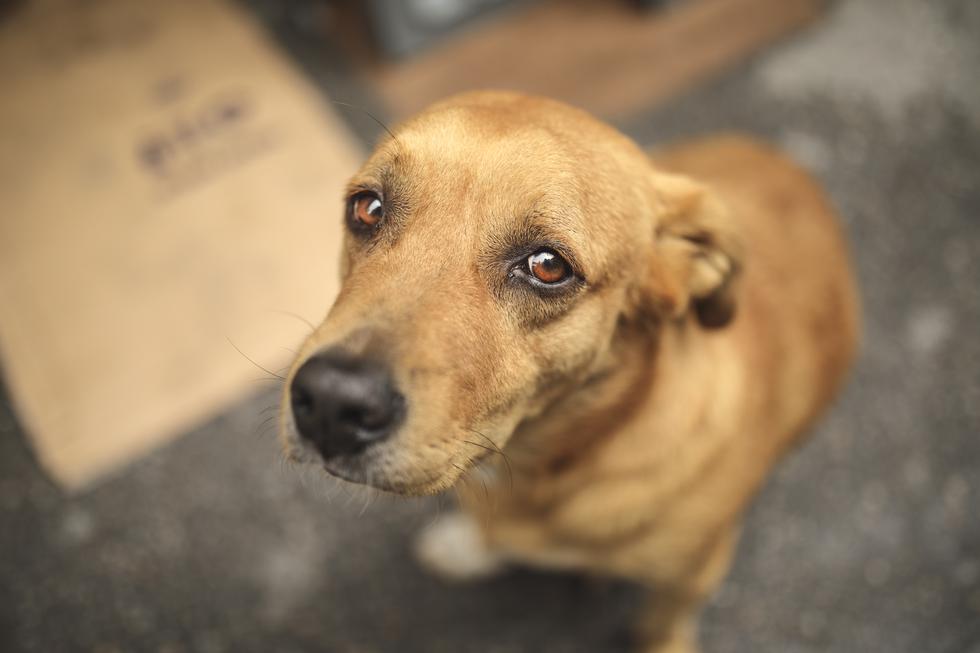 Saca cuentas y considera en tu presupuesto que las mascotas ocasionan gastos. Por ejemplo: controles, baños, vacunas, antipulgas, desparasitaciones y comida, entre otros.