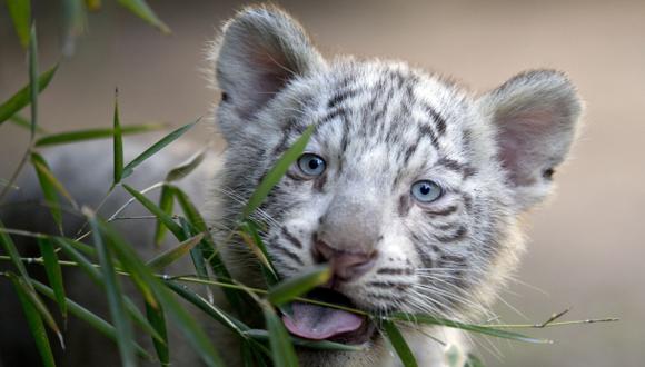 Tres tigres blancos nacen en el zoológico de Buenos Aires
