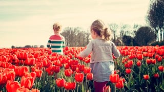 Floricultores de Holanda protegen a sus tulipanes de los selfis de los turistas