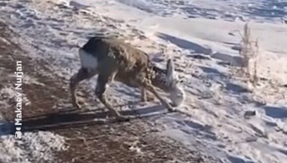 Dos hermanos de Kazajistán salvaron a un corzo de una posible muerte luego de que este quedara con el hocico y los ojos cubiertos por una capa de hielo. (Foto: RT en Español / YouTube)