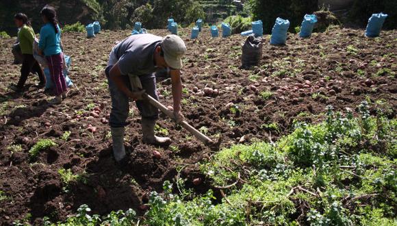 Otorgarán créditos a los pequeños agricultores con tasas de 3,5%, indicó Midagri. (Foto: GEC)