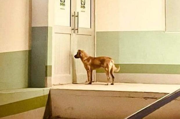 Foto viral | El perro que guió a policías por 3 km hasta su amo de 84 años  perdido en el desierto | México | HISTORIAS | MAG.