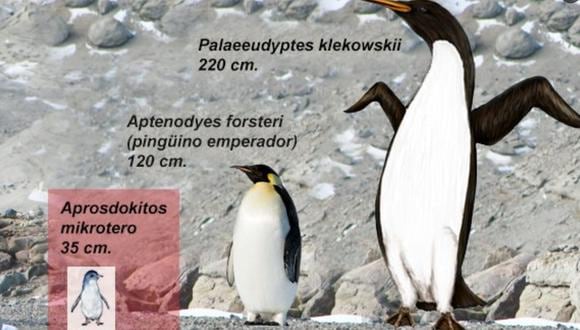 La imagen muestra la diferencia de tamaño entre los pingüinos. El recién hallado en la Antártida mediría 170 cm. (Foto: CTyS)