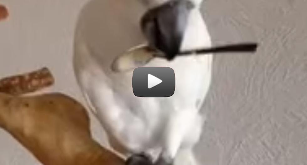 \"Lady Cacatúa\", como se conoce a esta adorable ave, es la nueva estrella de YouTube por su peculiar forma de tomar agua. (Foto: Captura)