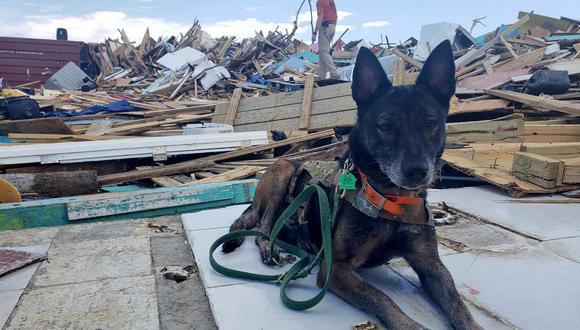 Mika, un perro de búsqueda y rescate propiedad del ex SEAL de la Armada Rich Graham descansa mientras busca cadáveres en el barrio marginal de Pigeon Peas, en la isla de Ábaco, en Bahamas. (Reuters).