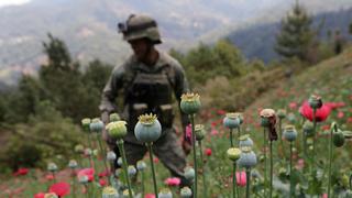 México: La lucha del Ejército contra los cultivos de amapola