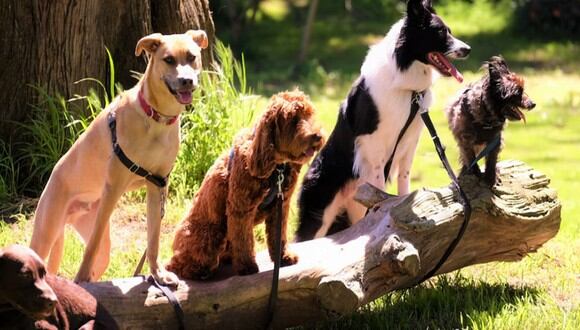 En la foto se observa cuatro tipo de razas de perros. | Imagen referencial: Bruce Warrington / Pexels