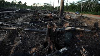 El Perú pierde al año 150 mil hectáreas de bosque natural