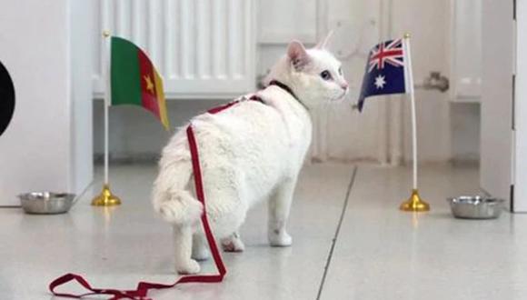 Un gato fue nombrado como el nuevo oráculo del Mundial Rusia 2018. (Foto: captura).