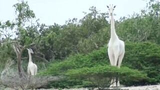 Jirafas blancas que eran raras por su color fueron asesinadas en Kenia