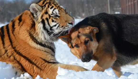 Estos tigres y perros son los mejores amigos [VIDEO]