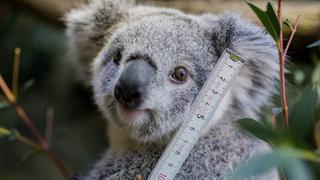 ¿De qué se trata el reconocimiento facial a koalas que se probará en Australia?