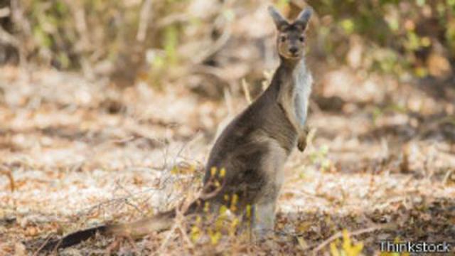 El canguro es el único animal que camina con "cinco patas" - 2