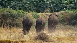 Elefantes asiáticos se unen para sobrevivir a un mundo cada vez más humano 
