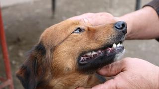 Consultorio WUF: ¿Cómo calcular la edad de un perro rescatado?