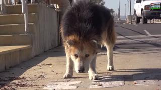 YouTube: Mufasa, el perro rescatado de la calle que es feliz