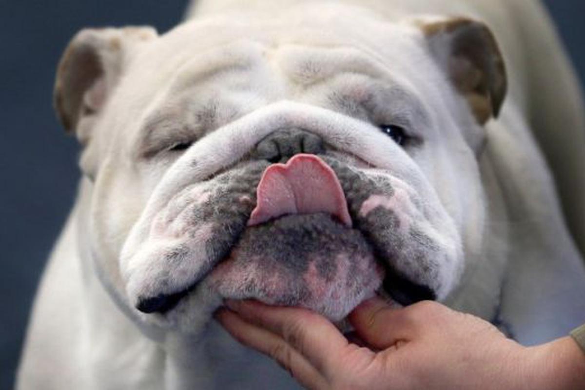 Científicos británicos piden modificar la cría del bulldog inglés