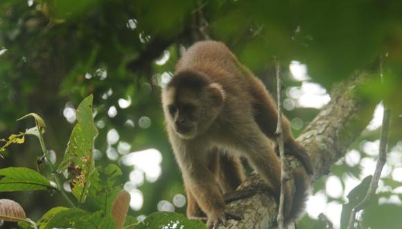 El objetivo es llamar la atención sobre la situación de peligro de especies como el mono machín y tomar medidas que favorezcan su conservación.