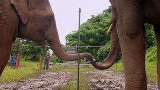 YouTube: dos elefantes demuestran cuán inteligentes son en experimento [VIDEO]