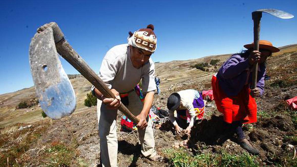 Revisa la frases cortas para conmemorar el Día del Campesino en el Perú |  RESPUESTAS | EL COMERCIO PERÚ