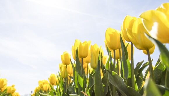 El 20 de marzo dará inicio la primavera en el hemisferio norte. (Foto: Pexels)