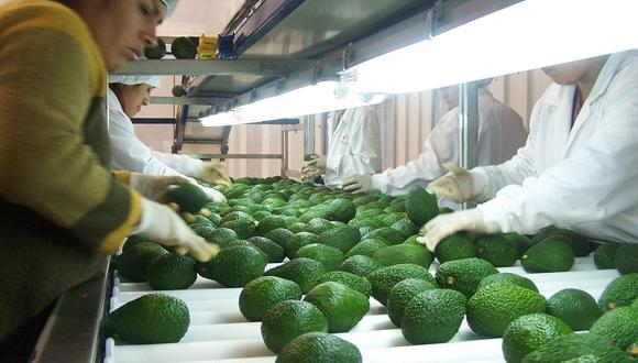 Actualmente la palta peruana llega a un total de 35 mercados, siendo sus principales compradores Países Bajos, Estados Unidos y España. (Foto: GEC)