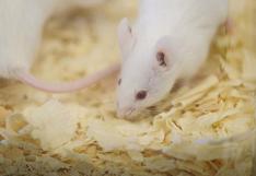 Una nueva técnica de edición genética corrige ceguera en ratones 