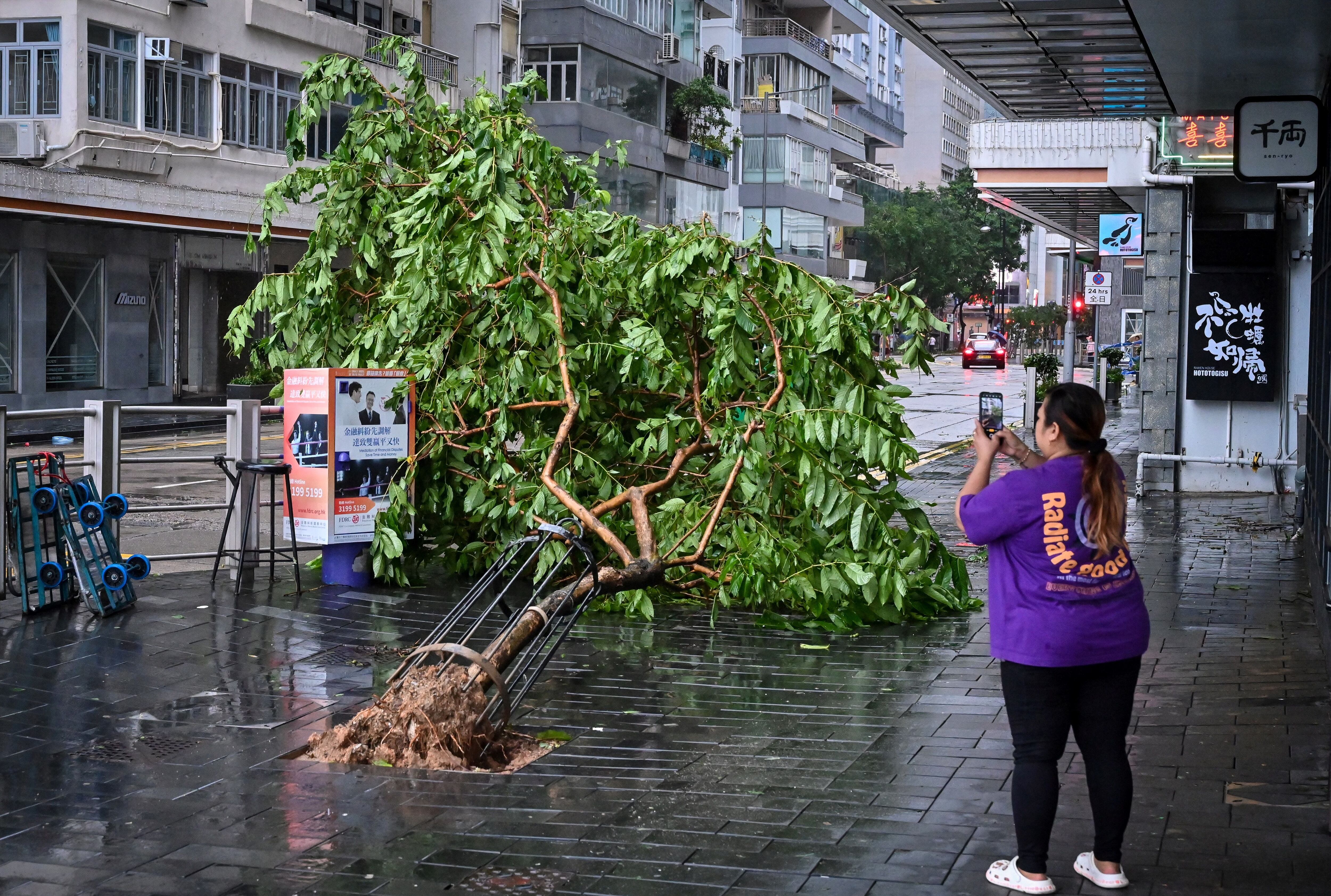 A woman takes pictures of trees uprooted by Super Typhoon Saola at Causeway Bay in Hong Kong on September 2, 2023. (Photo by Mladen ANTONOV/AFP)